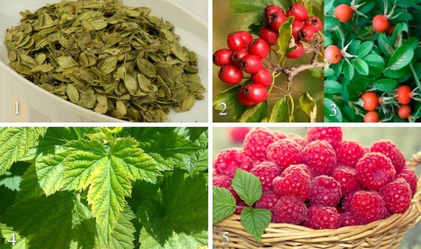Чай из листьев малины: польза и вред, рецепты