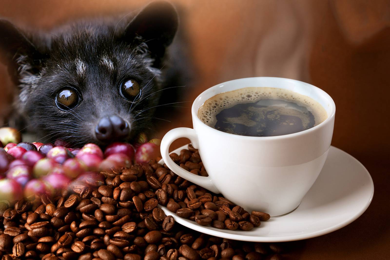 Кошки едят кофейные зерна