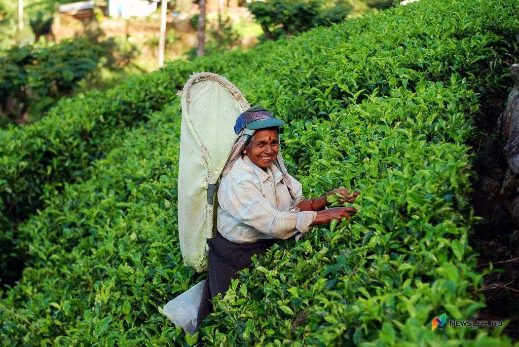 Как выращивают цейлонский чай и все его разновидности с характеристиками.
