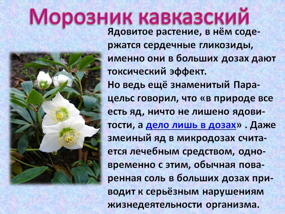 ᐉ морозник кавказский - полезные свойства, описание - roza-zanoza.ru