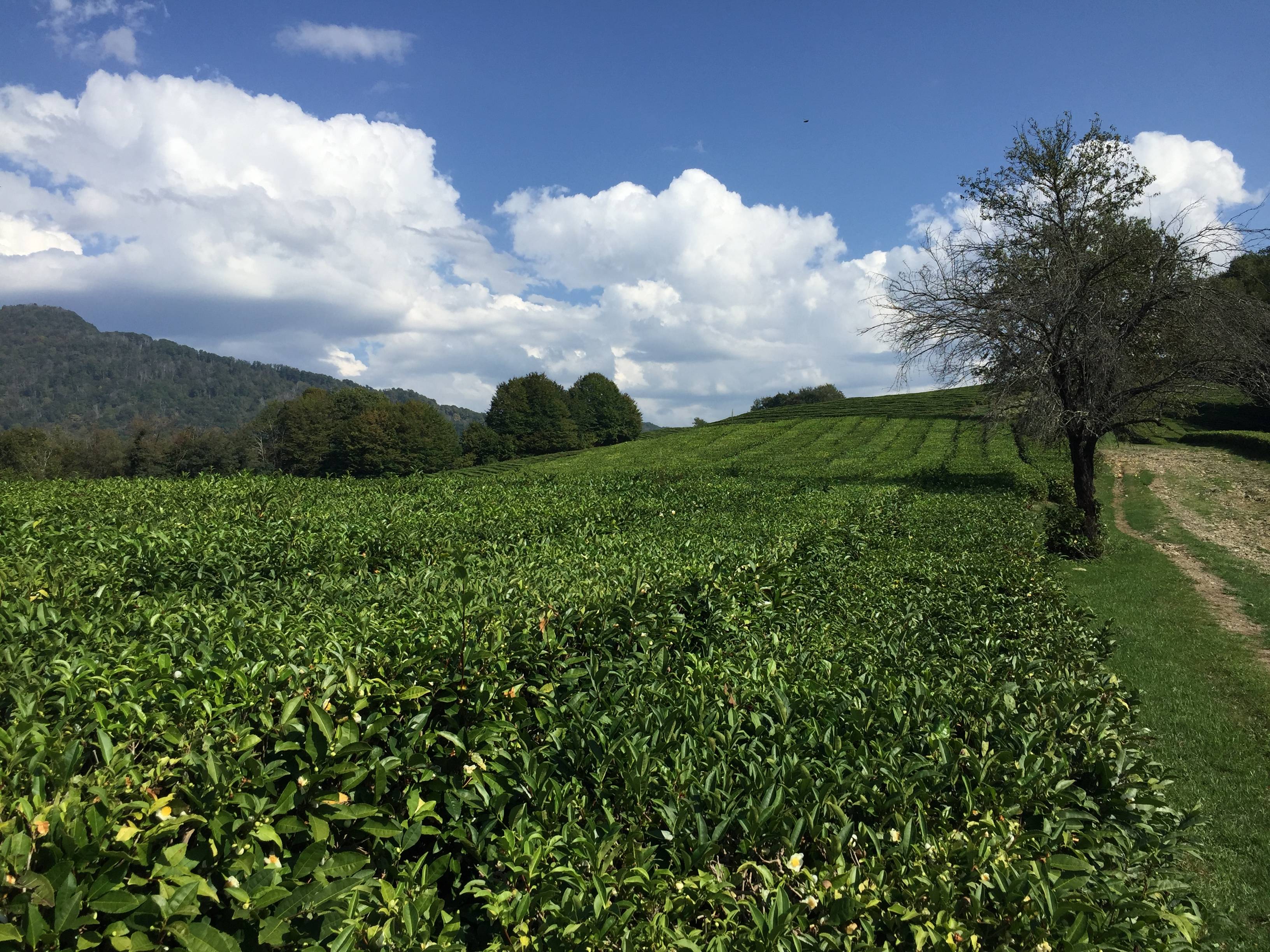 Краснодарский чай: состав, свойства и советы по приготовлению