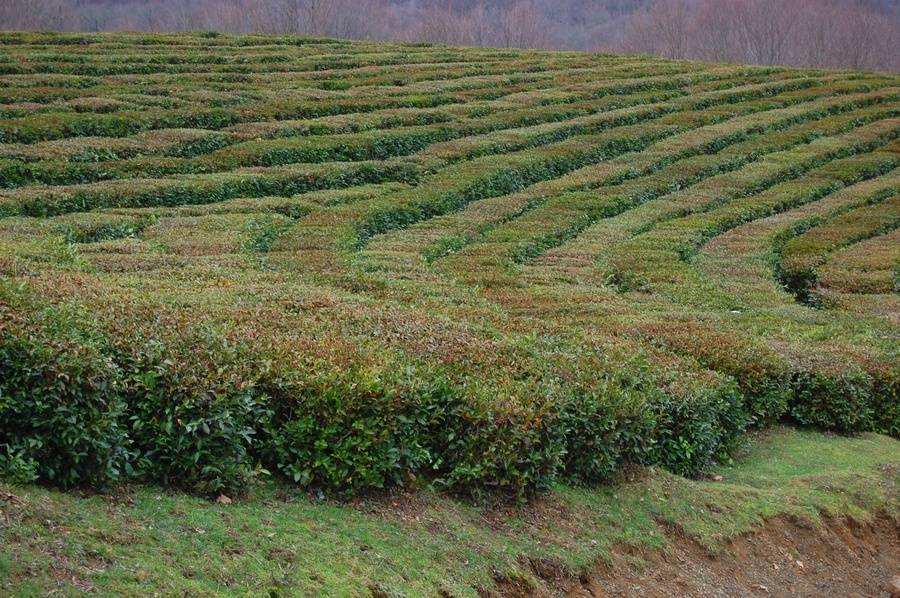 Где выращивают краснодарский чай - черный и зеленый