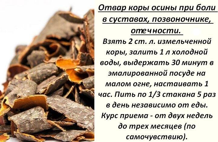 Осина польза и вред для здоровья. Настой осиновой коры. Отвар коры осины. Отвар из осиновой коры. Отвар из коры осины.