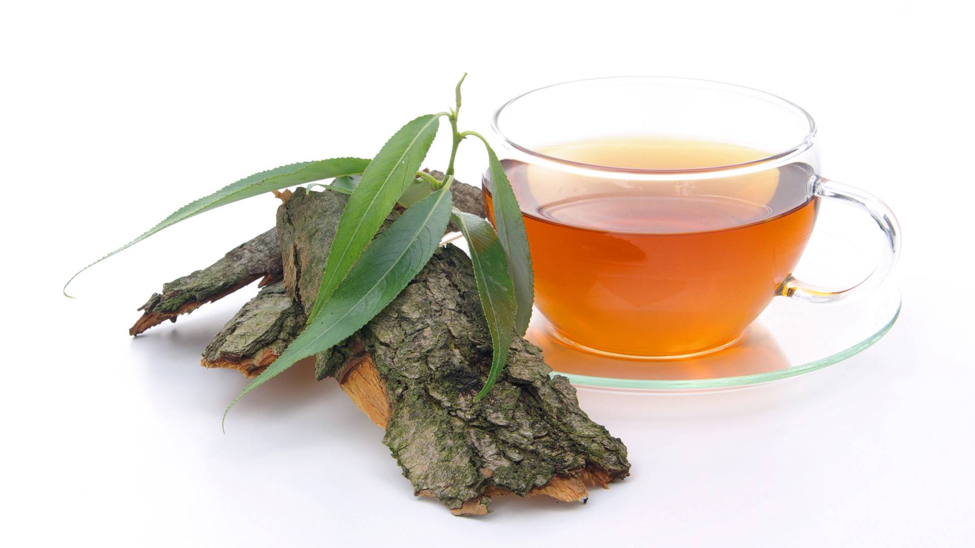 Бадан чай: польза и возможный вред | польза и вред