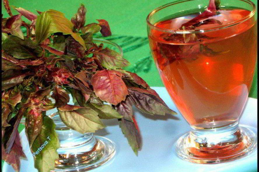 Чай с базиликом: польза и вред, рецепт, фото