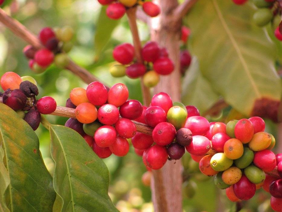 Выращивание кофе арабика в домашних условиях – подкормки, подбор грунта, уход за растением