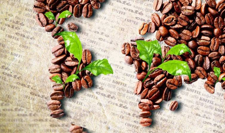 История происхождения кофе. откуда к нам пришел кофе?