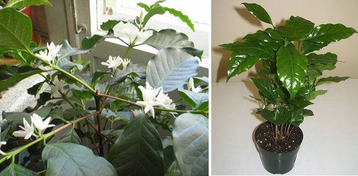 Выращиваем кофейное дерево в домашних условиях