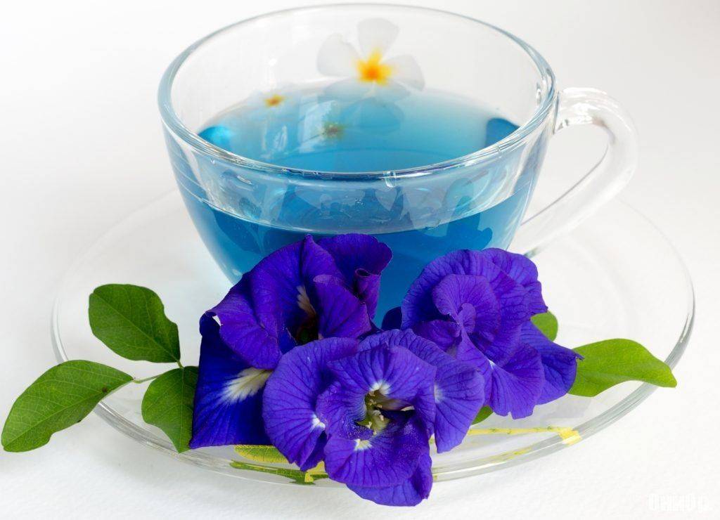 Полезные свойства синего чая из тайланда. отзывы на тайский синий чай