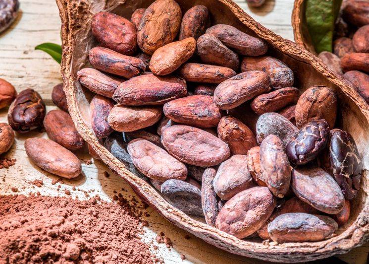 Польза и вред какао для организма человека
