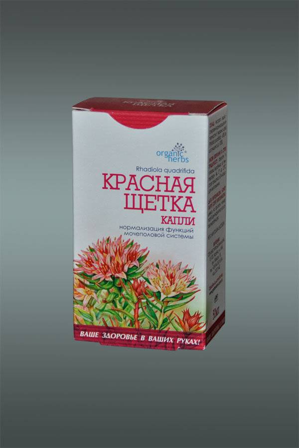 Красная щетка — 10 лечебных свойств женской травы, рецепты применения и противопоказания