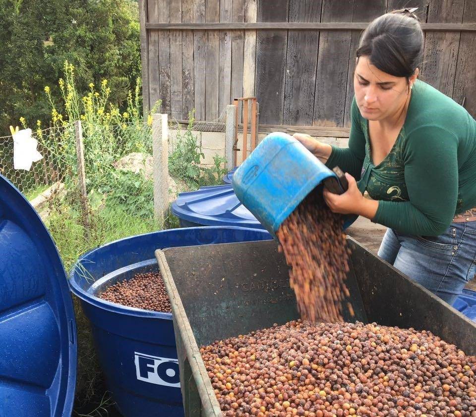 Производство кофе в Бразилии: Технологии сбора кофейных ягод и процессы их обработки