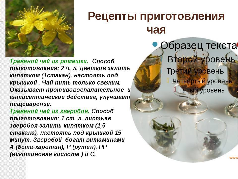 Трава мелисса: лечебные свойства и противопоказания, полезные качества и вред лимонной мяты для здоровья, чем растение помогает организму, показания к применению русский фермер