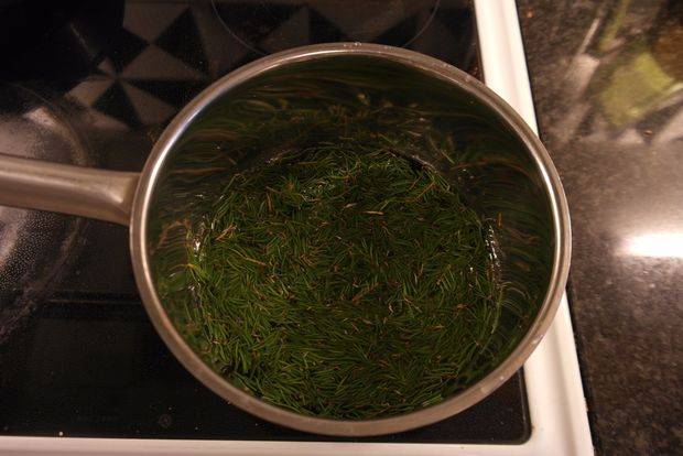 Чем полезен ароматный чай из сосновых иголок?
