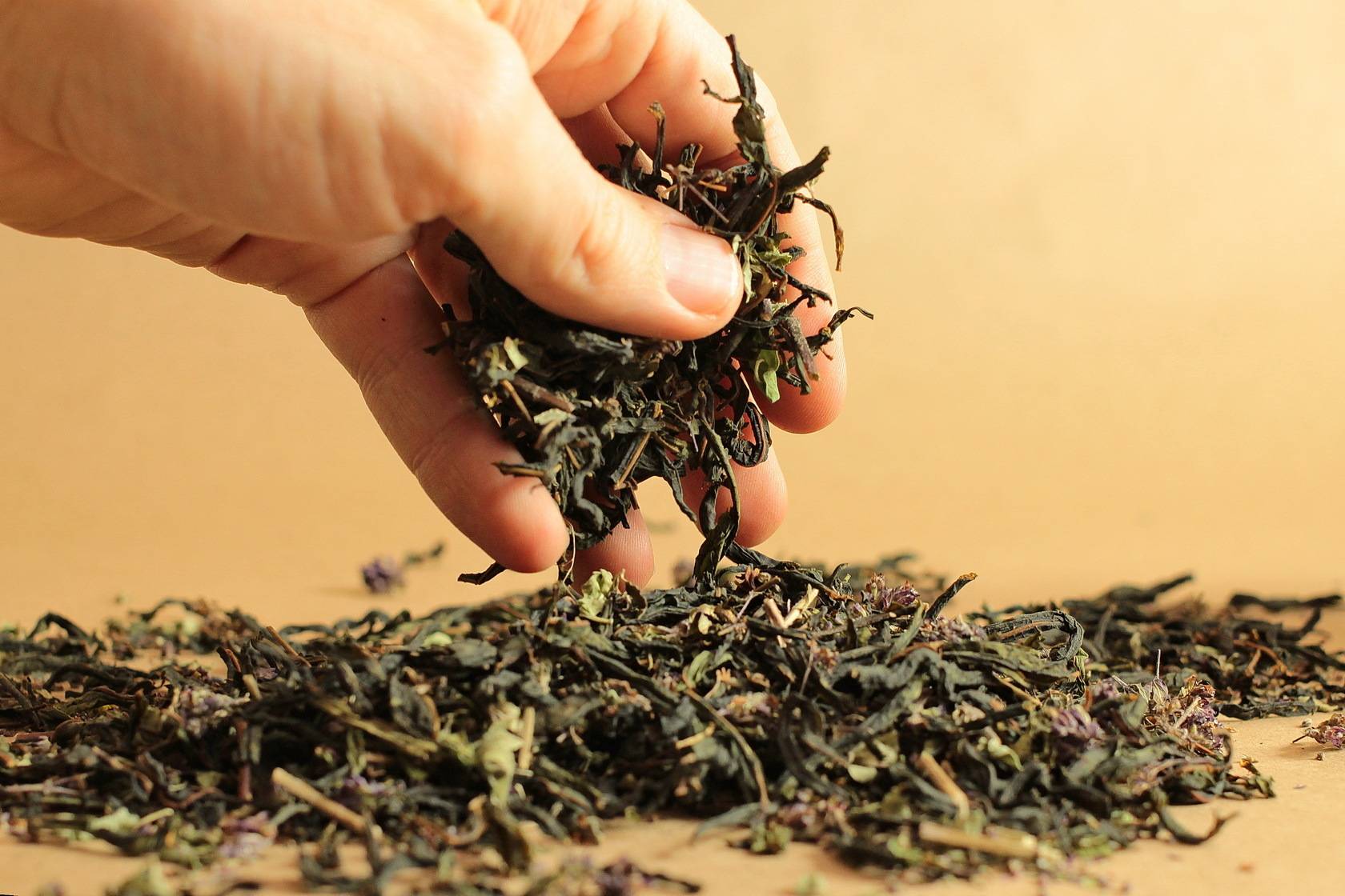 Иван-чай: как собирать и сушить и делать чай для здоровья всей семьи | народная медицина