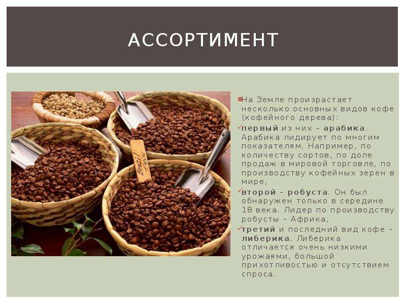 Как растет кофе и кофейное дерево. условия выращивания кофе