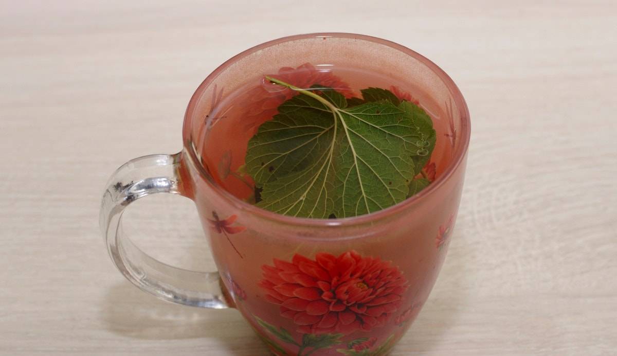 Чай из листьев смородины: польза и вред лечебного напитка