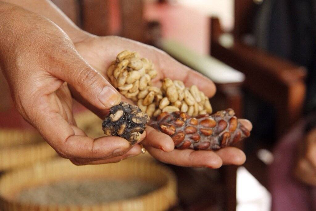 Кофе из кала – самый дорогой в мире. какие животные «делают» элитные сорта кофе