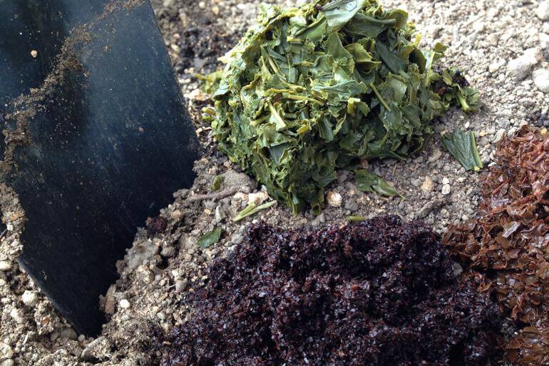 Спитой чай, как удобрение для огорода. применение спитого чая на даче | зелёный сад