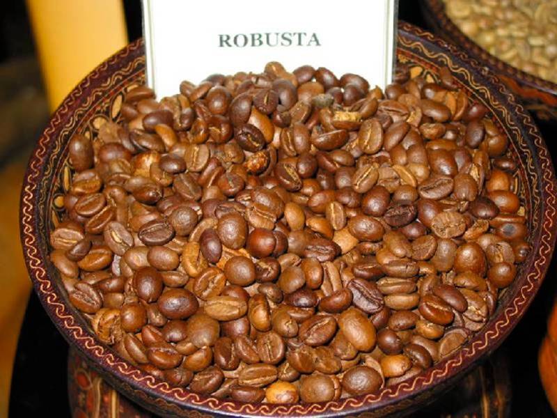Кофе робуста – терпкий вкус и аромат