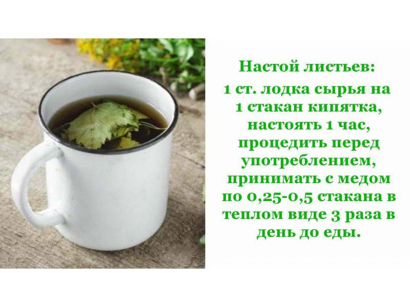 Пошаговое руководство по ферментации листьев смородины для чая в домашних условиях
