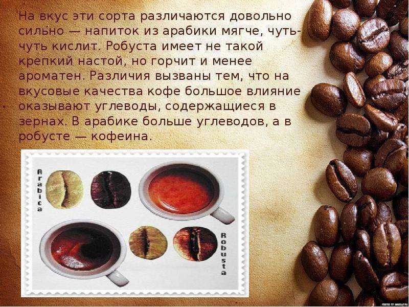 Арабика и робуста — два основных сорта кофе