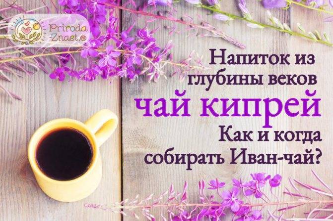 Иван чай; лечебные свойства и противопоказания для мужчин и женщин