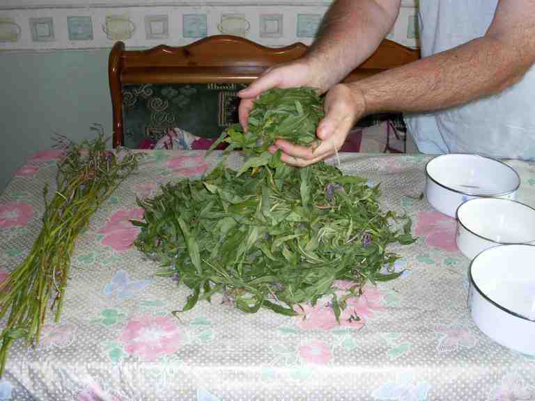 Как правильно сушить листья чая: заготовка, хранение