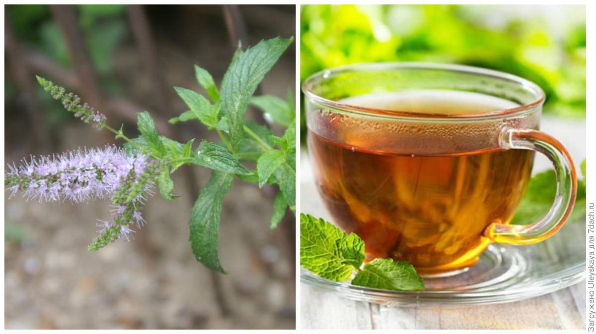 Чай с мятой польза и вред, полезные свойства для женщин, мужчин