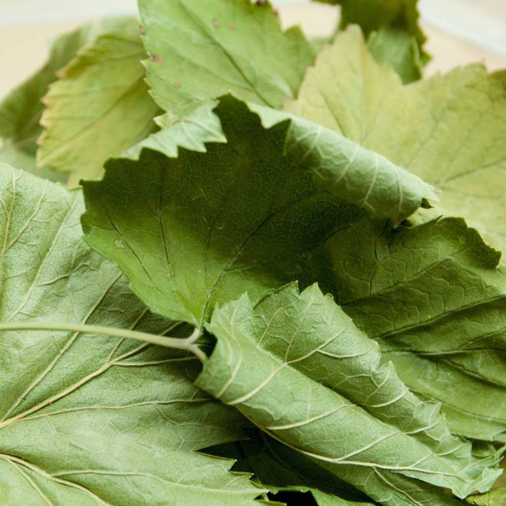 Как сушить листья смородины для чая: два лучших способа