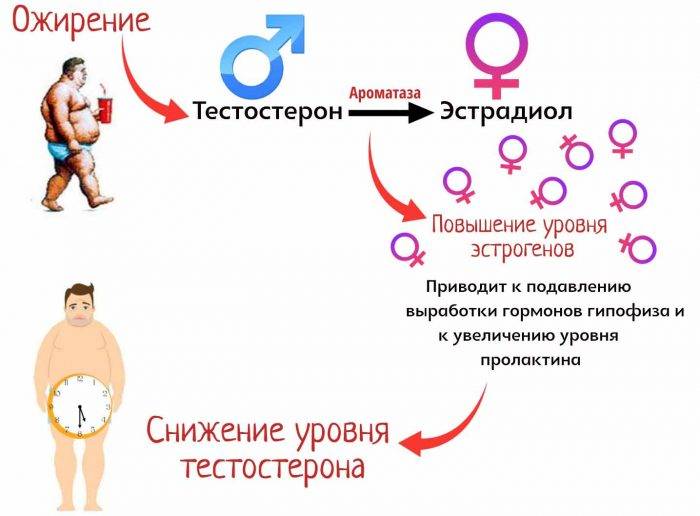 Что такое тестостерон. У мужчин тестостерона у женщин какой гормон. Тестостерон функции гормона. Тестостерон и ожирение у мужчин. Тестостерон у женщин.