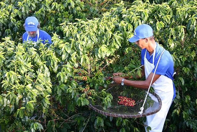 Бразильский кофе: виды и сорта, способы вырашивания
