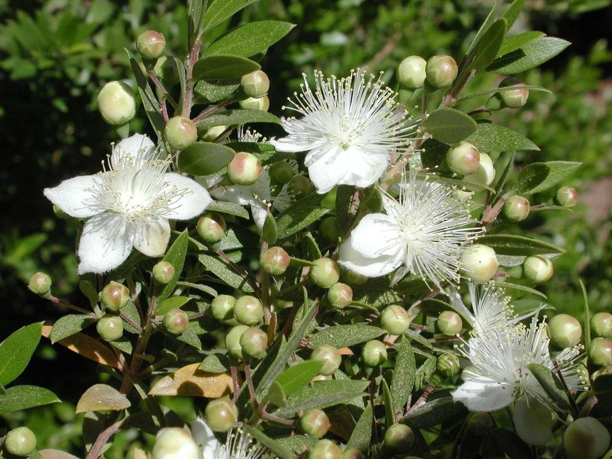 Myrtus communis