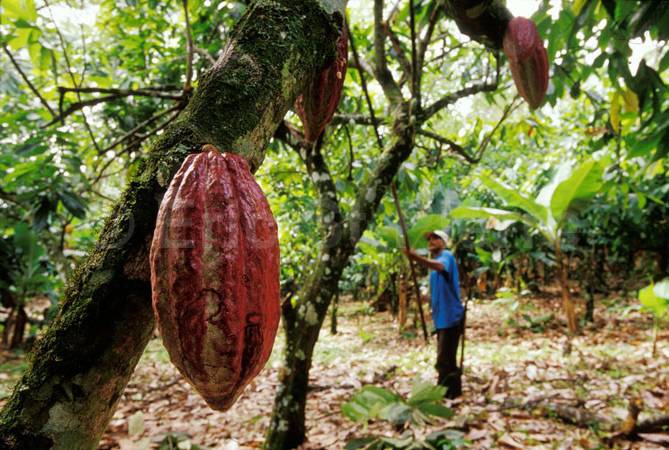 Шоколадное дерево-какао