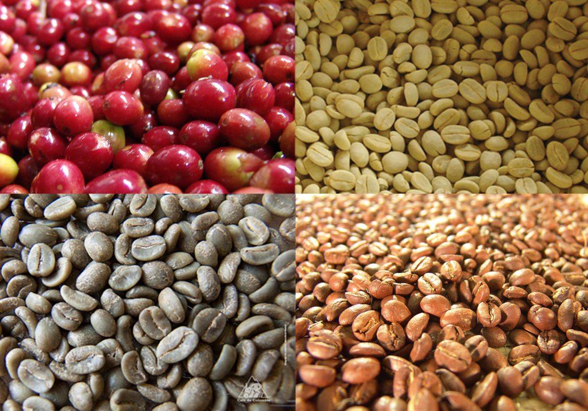 Что содержит зерно кофе? состав до и после обжига.