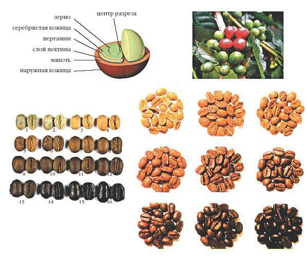 Кофейное зерно: строение, состав, виды и сорта ягоды