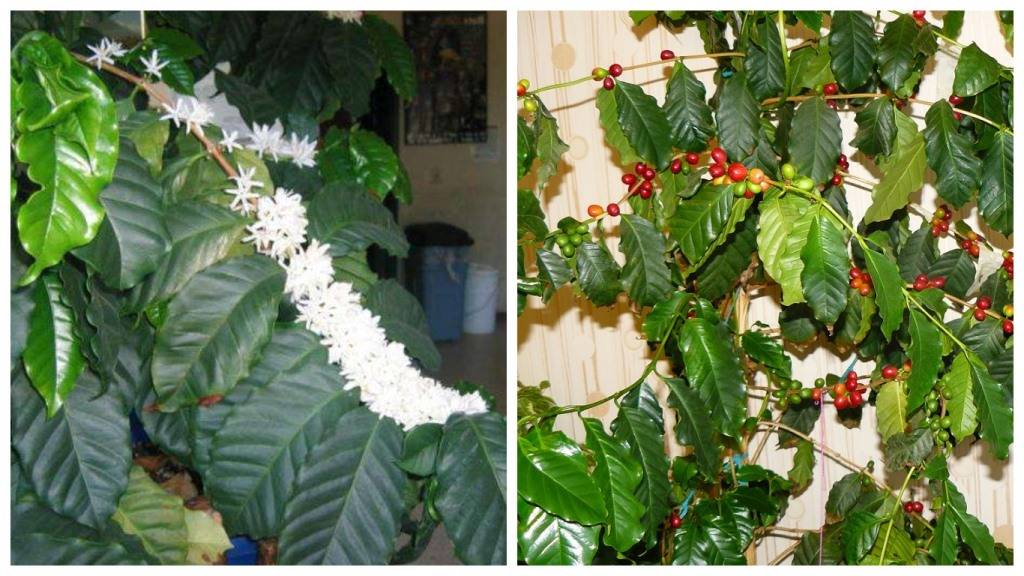 Растение кофейное дерево, уход в домашних условиях, пересадка, виды, удобрения и болезни