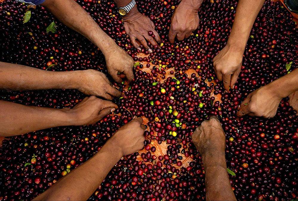 Производство кофе в бразилии: технологии сбора кофейных ягод и процессы их обработки - статьи