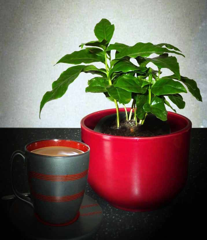 Как вырастить кофейное дерево дома. уход за кофейным деревом в домашних условиях | дачная жизнь