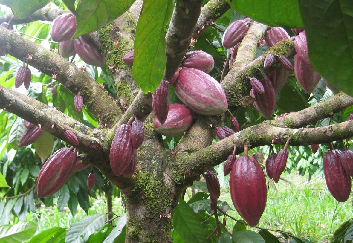 Какао - бобы - суперфуд здоровья и долголетия. в чем их польза