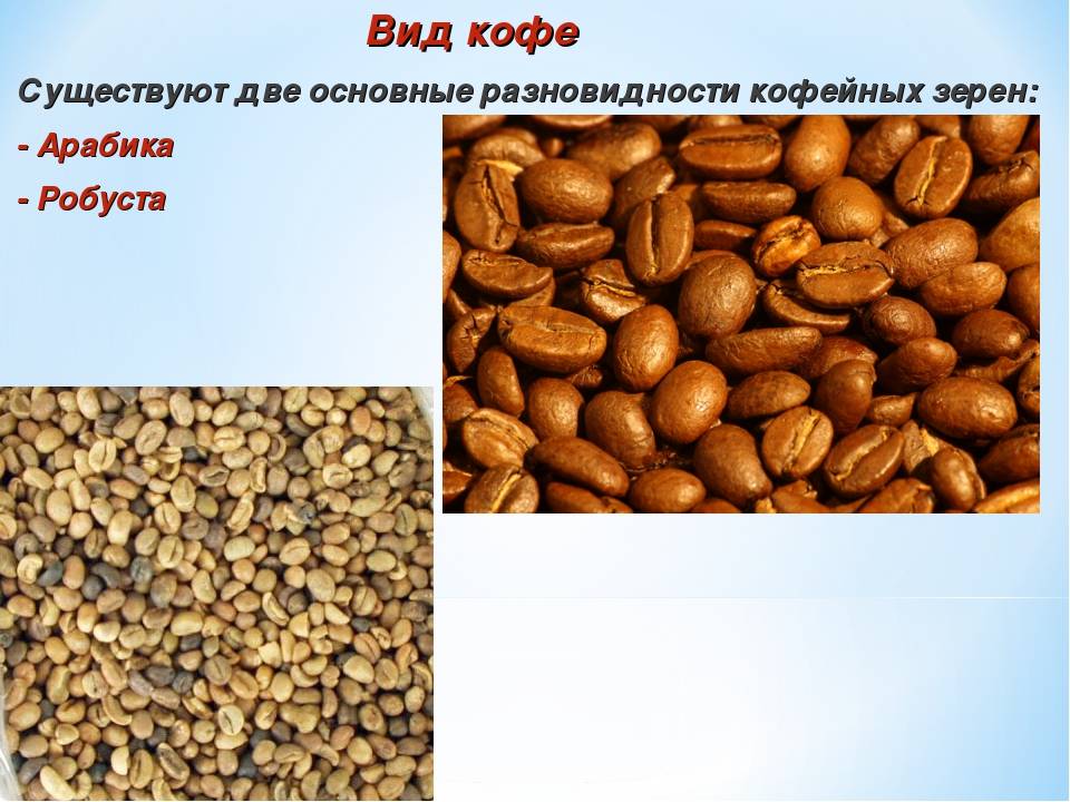 Как выращивают кофейное дерево и в каких странах оно растет?