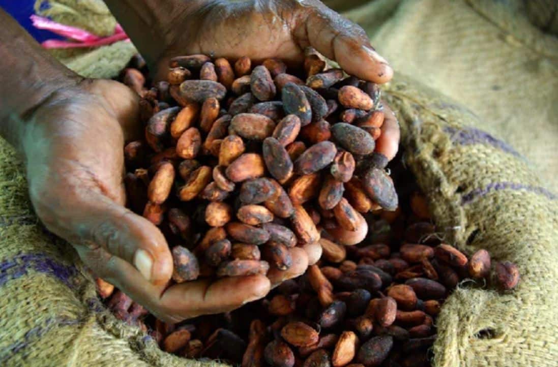 Кот ДИВУАР плантации какао