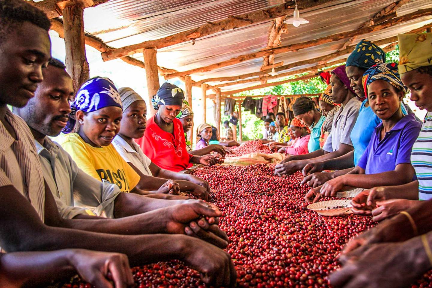 Характеристика кофе из Руанды