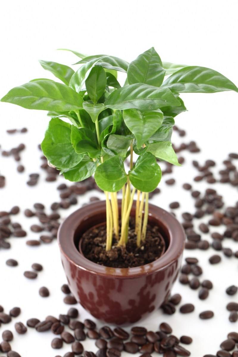 Комнатные деревья: уход за растением кофе арабика в домашних условиях - pocvetam.ru