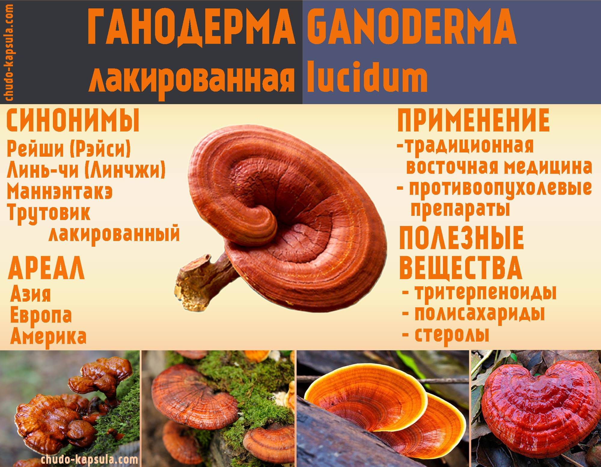 Линчжи, гриб рейши или трутовик лакированный (ganoderma lucidum): лечебные свойства, противопоказания и способы применения