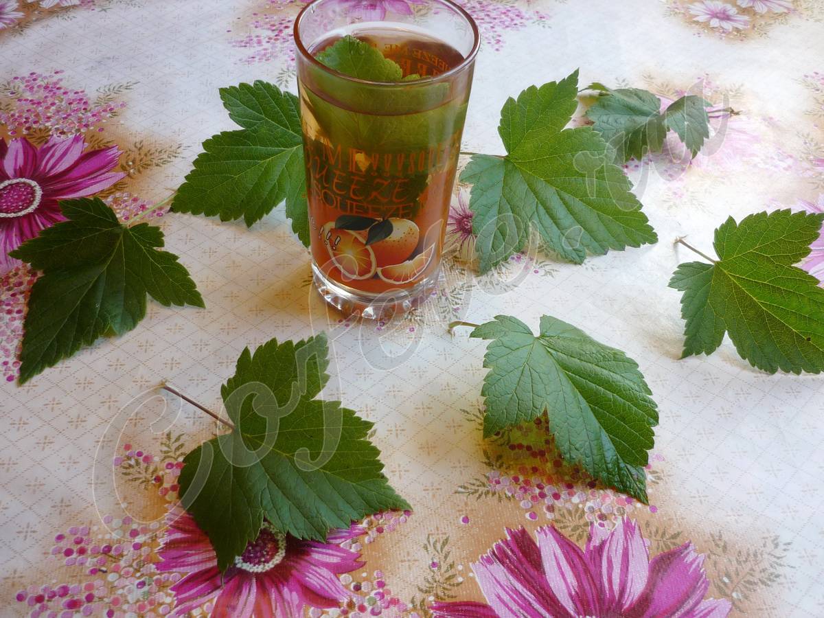 Чай из листьев смородины — польза и вред, заготовка на зиму