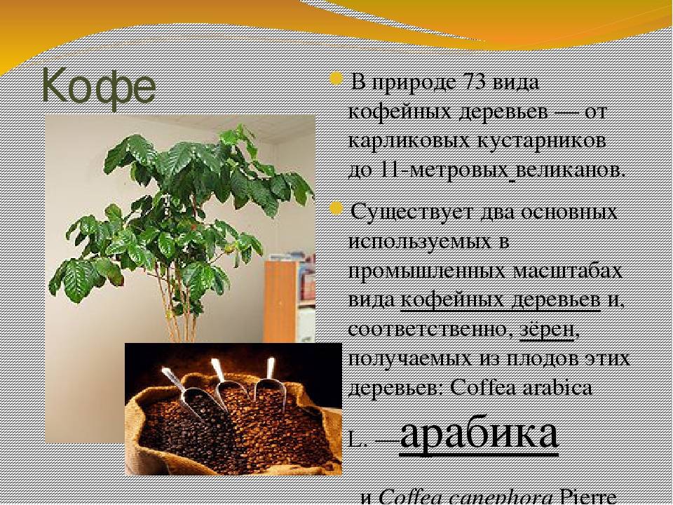 Родина кофе: страны, производящие зерна на экспорт. история открытия кофейных зерен. распространение в европе
