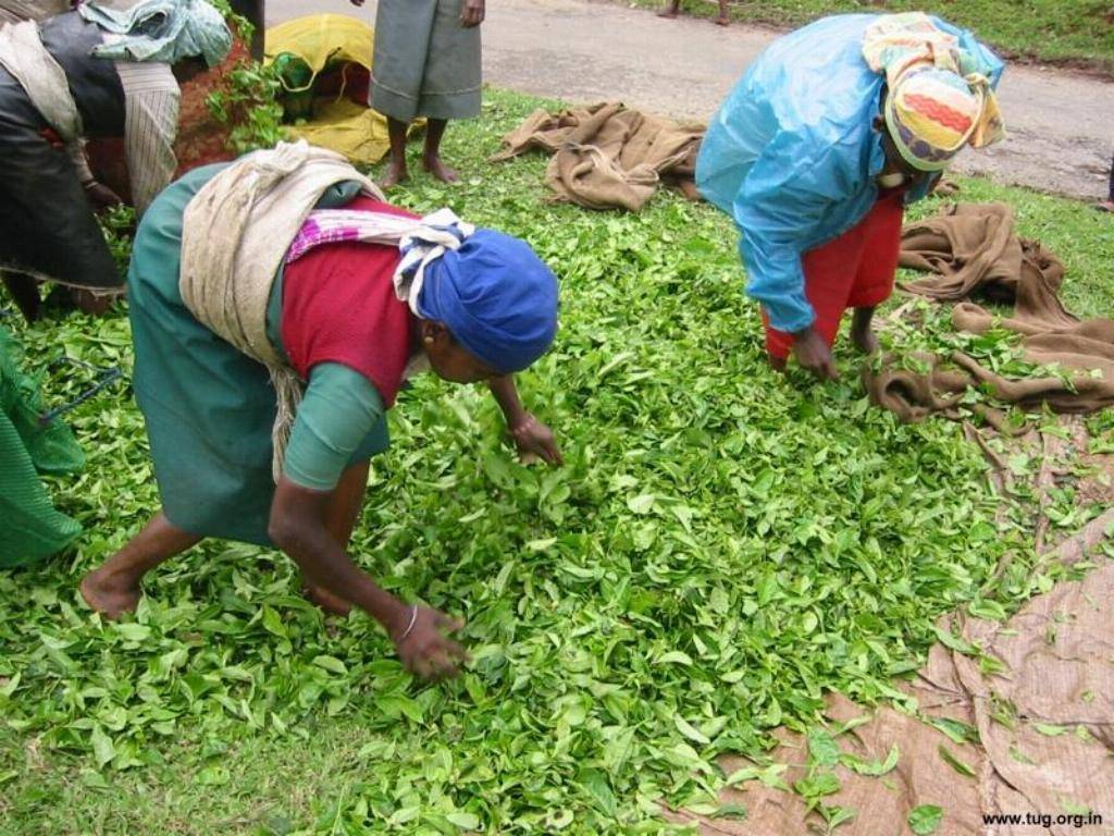 Индийский чай: сорта, разница с цейлонским, настоящий крупнолистовой и названия видов