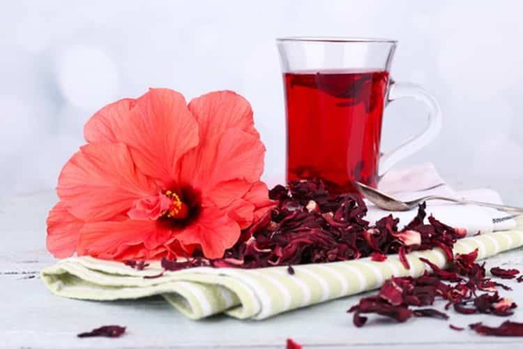 Гибискус: описание цветка, полезные свойства, применение чая, противопоказания