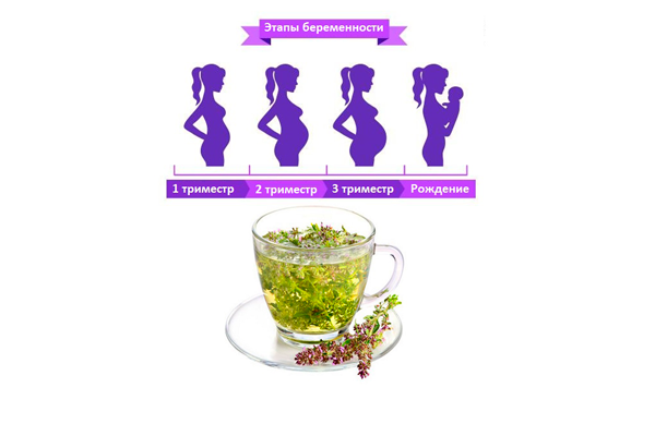 Зеленый чай при беременности: можно ли пить на ранних и поздних сроках и когда стоит заменить горячим чаем каркаде, пуэр или с бергамотом? противопоказания и особенности приема